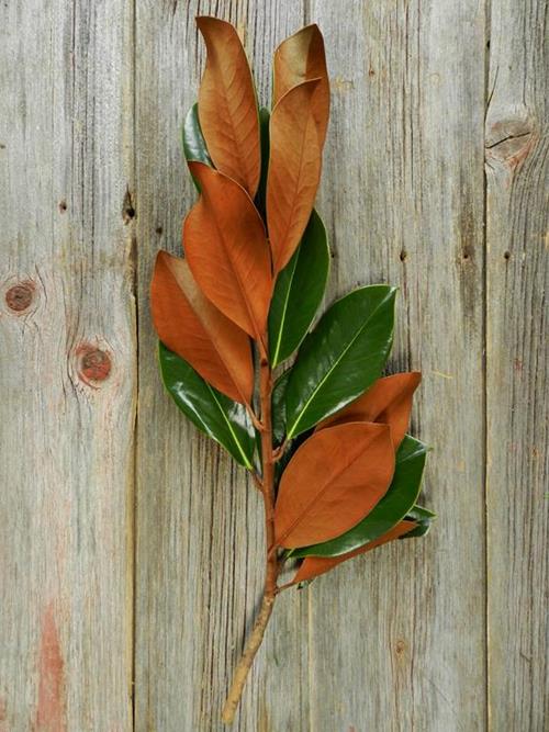 MAGNOLIA   GREENS